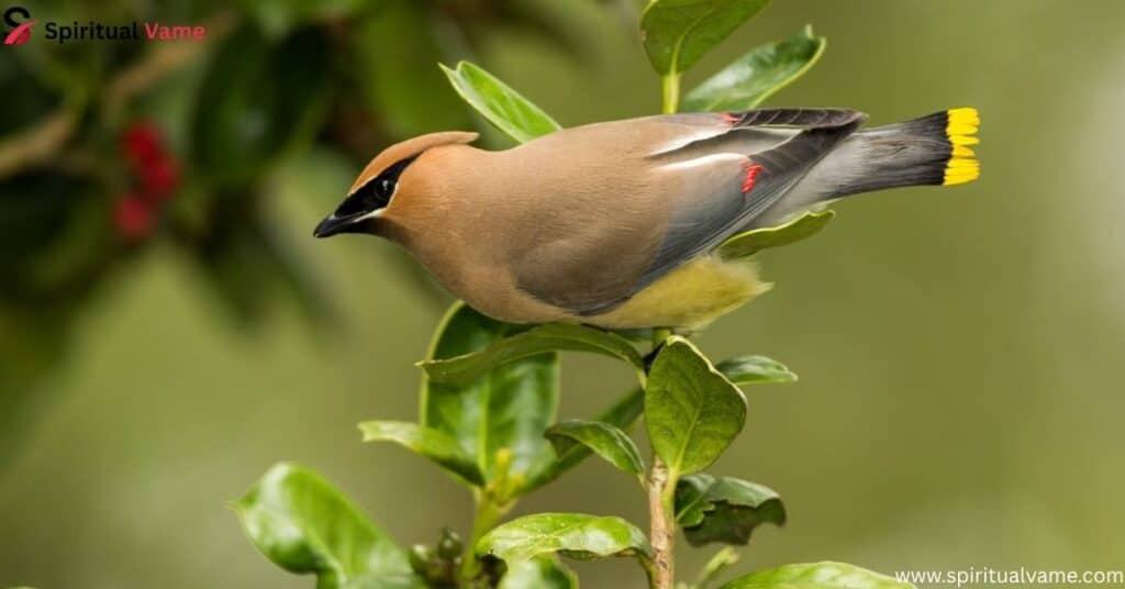 Cedar Waxwing