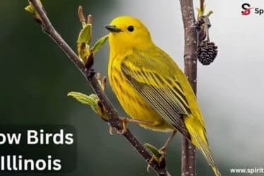 Yellow Birds in Illinois