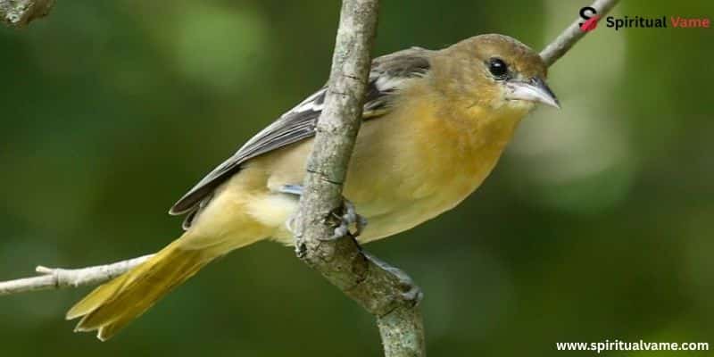 Baltimore Oriole Female