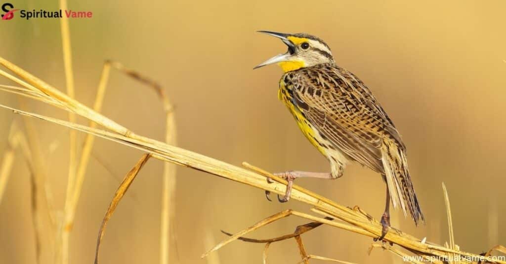 Eastern Meadowlark