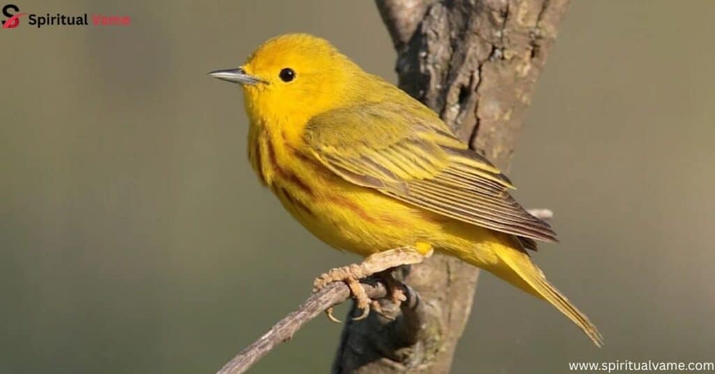 Yellow Warbler