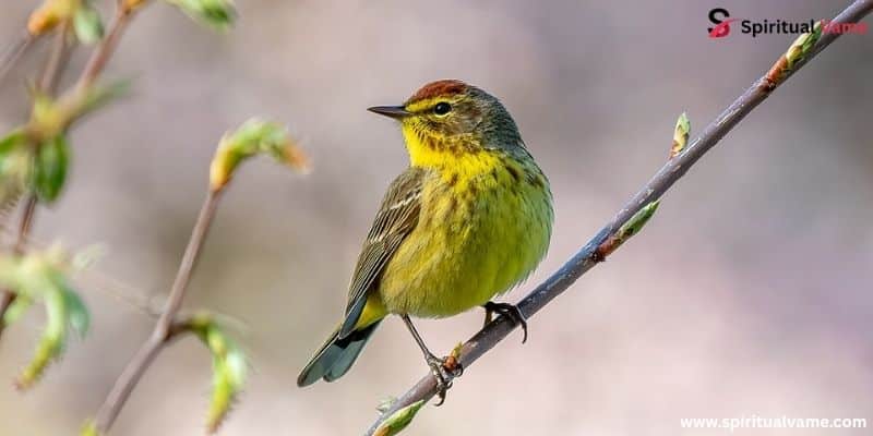 Palm Warbler