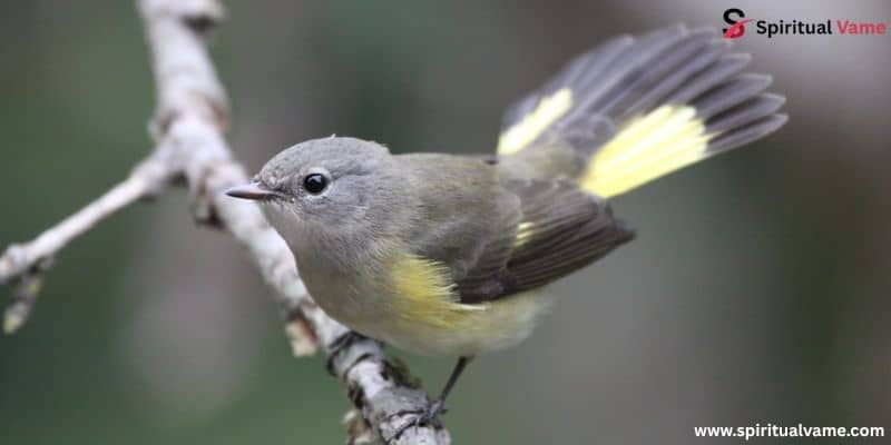 American Redstart Female