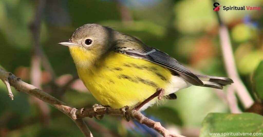 Magnolia Warbler
