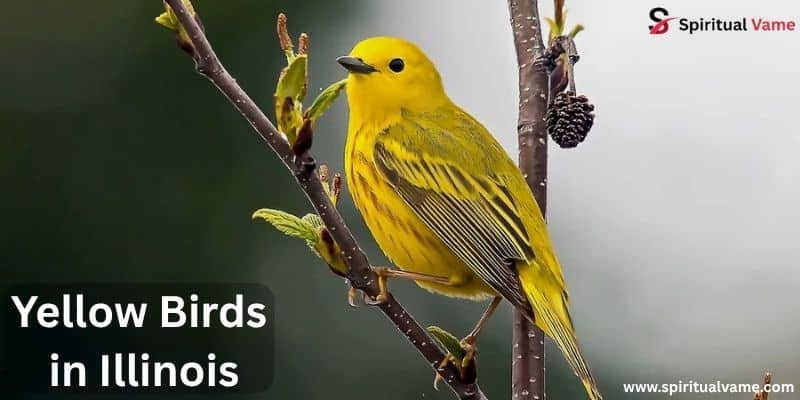 Yellow Birds in Illinois