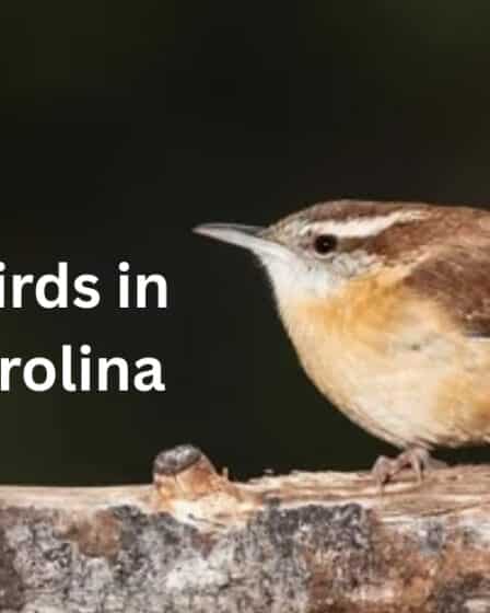 Brown Birds in South Carolina