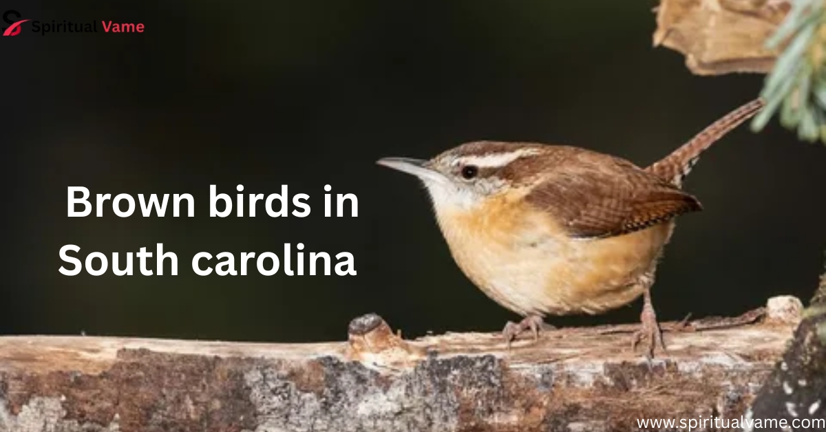Brown Birds in South Carolina