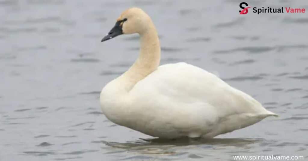 Tundra Swan