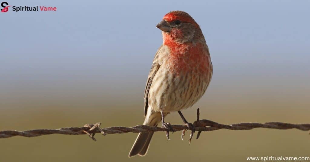 House Finch