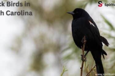 Black Birds in South Carolina