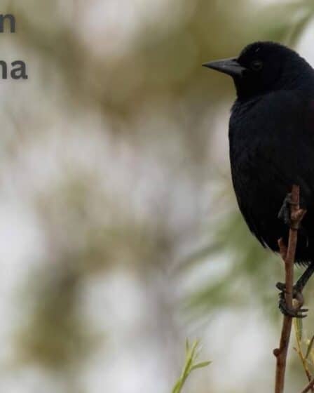 Black Birds in South Carolina