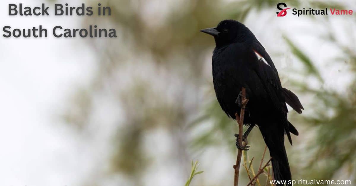 Black Birds in South Carolina