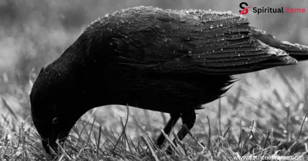 Black Birds in South Carolina