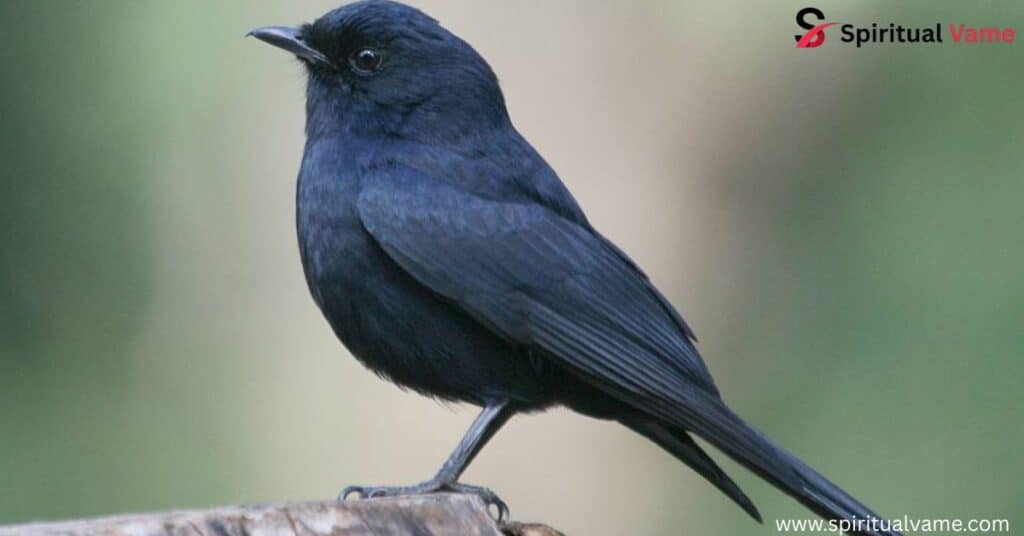 Black Birds in South Carolina