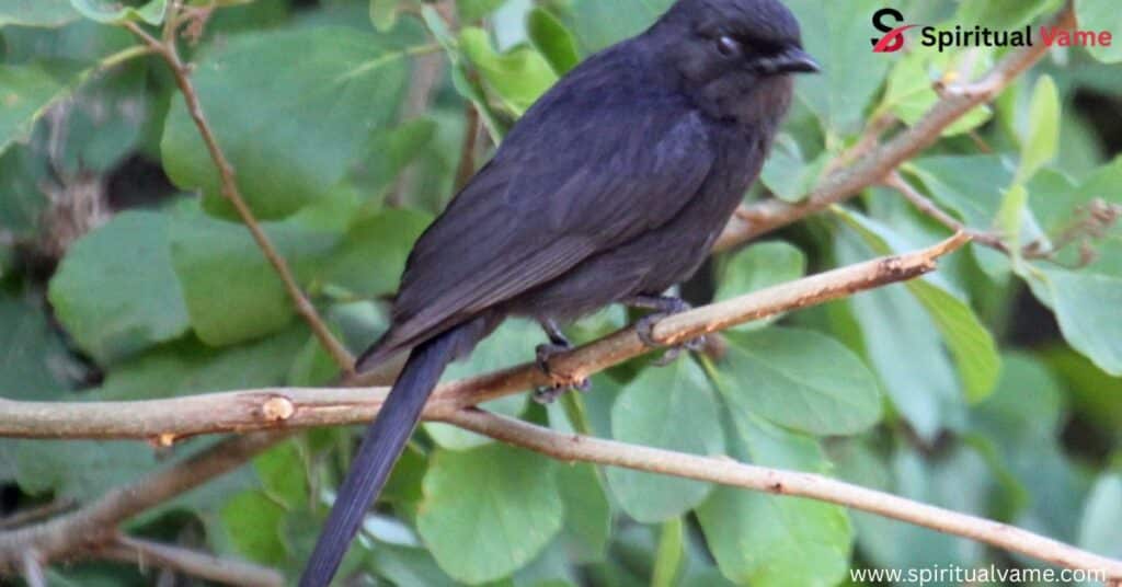 Black Birds in South Carolina