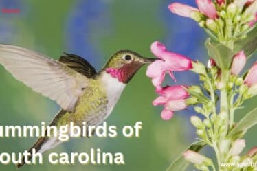 Hummingbirds of South Carolina
