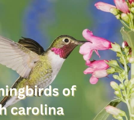Hummingbirds of South Carolina