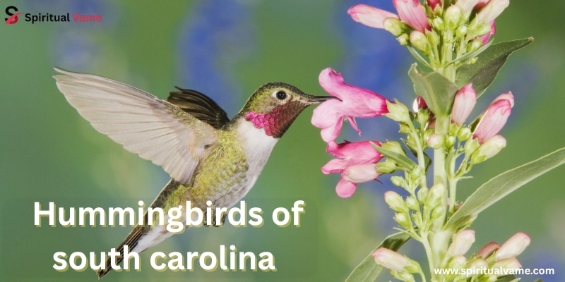 Hummingbirds of South Carolina
