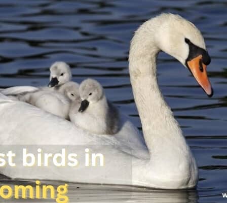 Largest Birds in Wyoming You Might See in the Wild