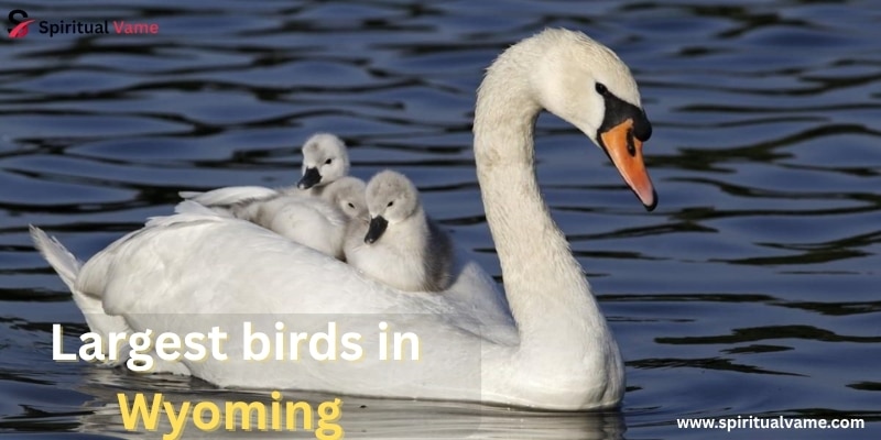 Largest Birds in Wyoming You Might See in the Wild