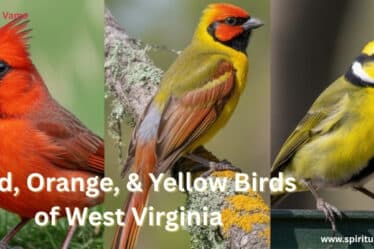Red, Orange, & Yellow Birds of West Virginia