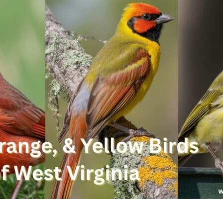 Red, Orange, & Yellow Birds of West Virginia