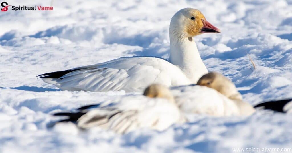 Snow Goose