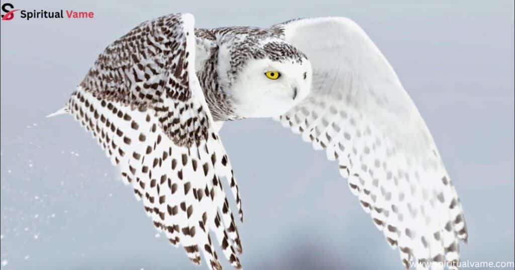 Snowy Owl (Bubo scandiacus)