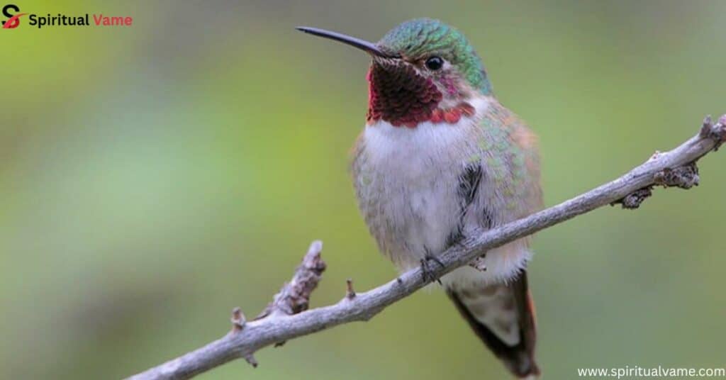 Broad-Tailed Hummingbird