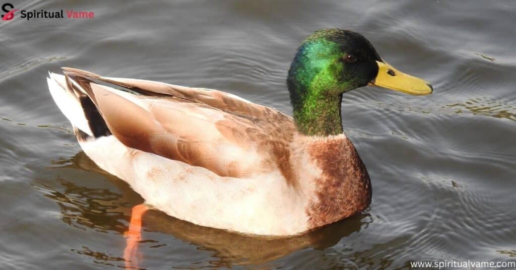 Mallard (Anas platyrhynchos)