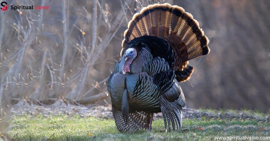 Wild Turkey