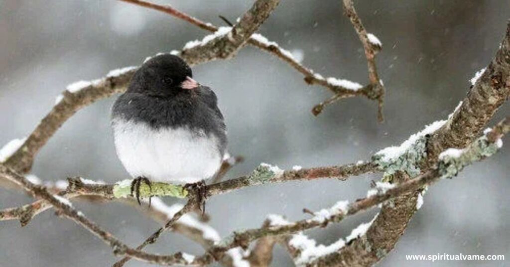 Winter Birds in Illinois | Spiritual Vame