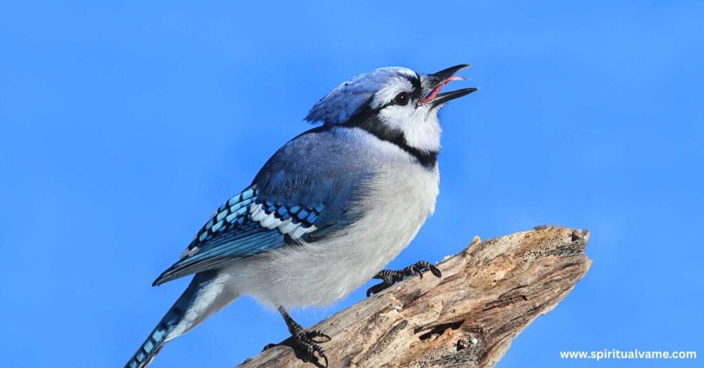 Winter Birds in Illinois | Spiritual Vame