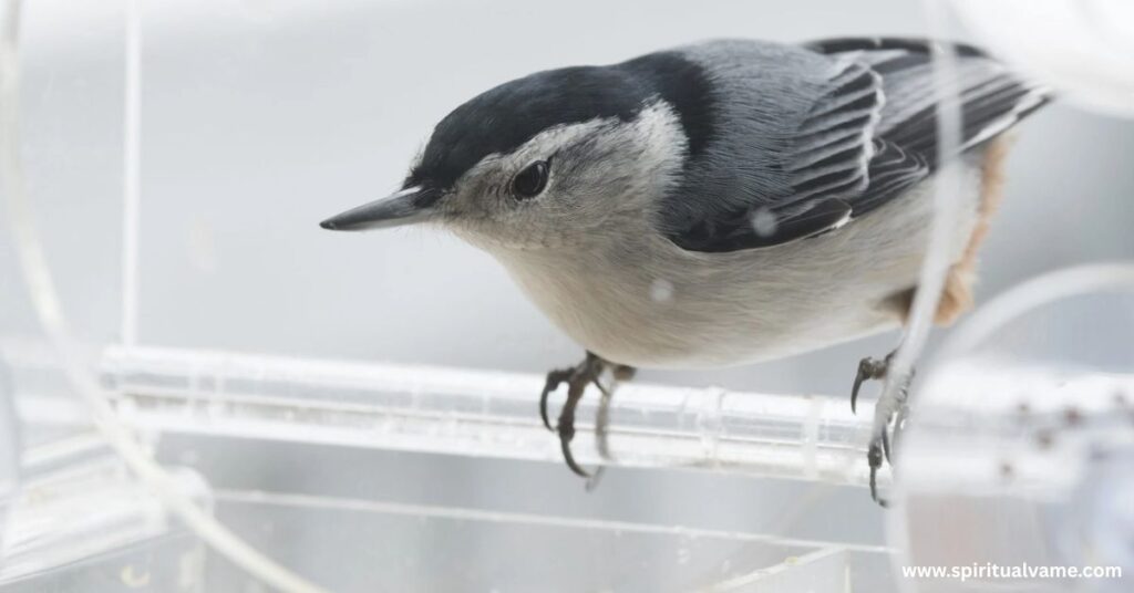 Winter Birds in Illinois | Spiritual Vame