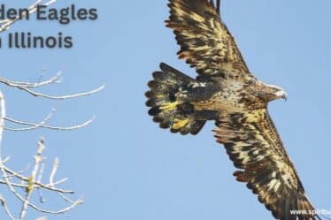 Golden Eagles in Illinois | Spiritual Vame