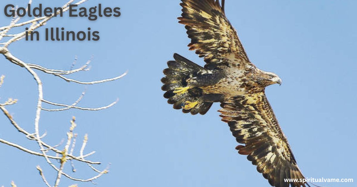 Golden Eagles in Illinois | Spiritual Vame