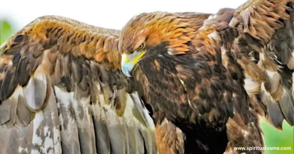 Golden Eagles in Illinois | Spiritual Vame