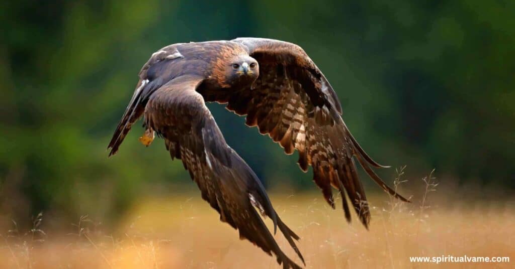 Golden Eagles in Illinois | Spiritual Vame