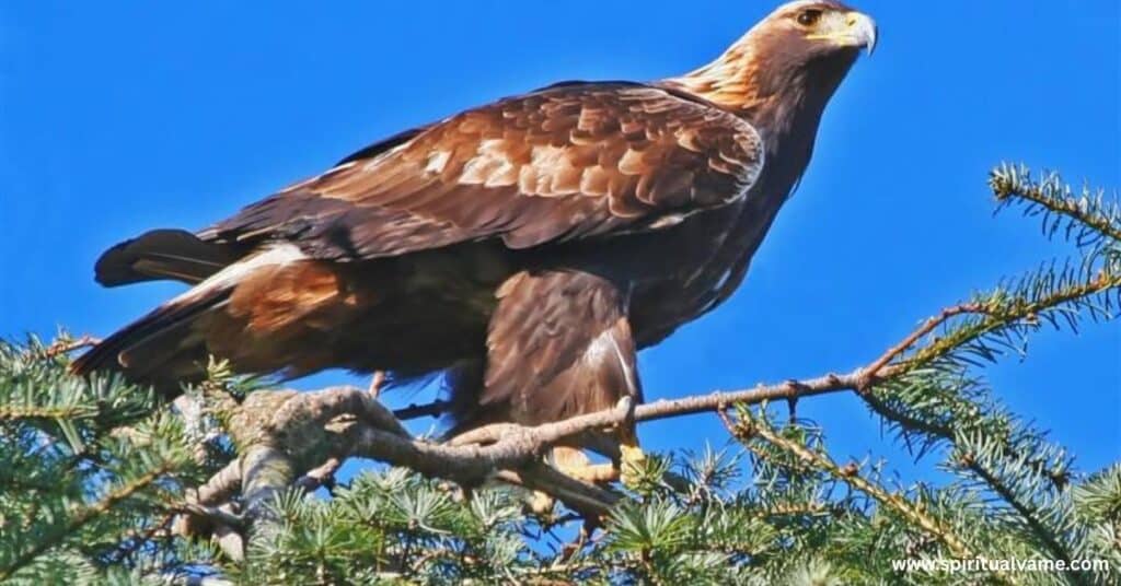 Golden Eagles in Illinois | Spiritual Vame
