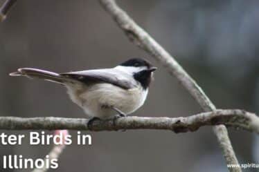 Winter Birds in Illinois | Spiritual Vame