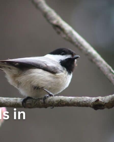 Winter Birds in Illinois | Spiritual Vame