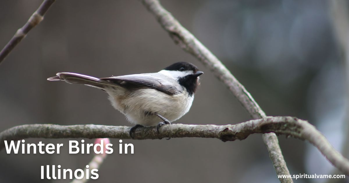 Winter Birds in Illinois | Spiritual Vame