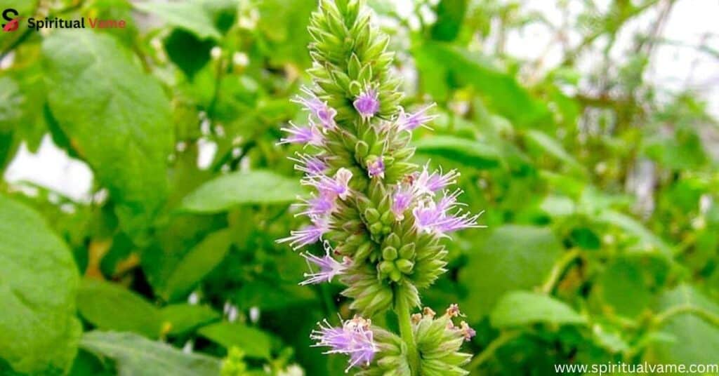 Patchouli-Spiritual-Meaning