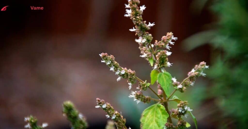 Patchouli-Spiritual-Meaning