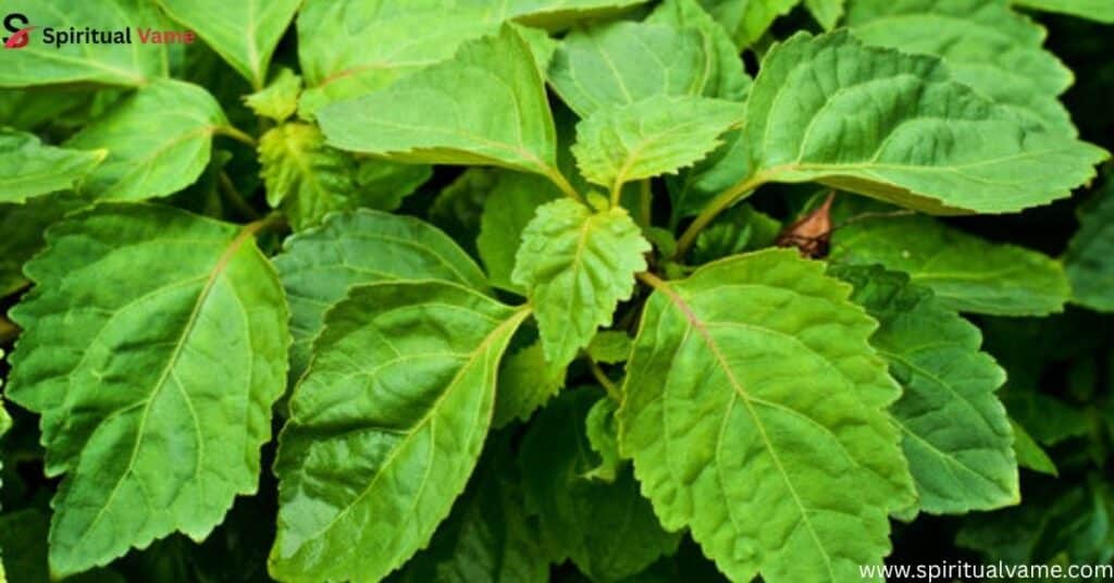 Patchouli-Spiritual-Meaning