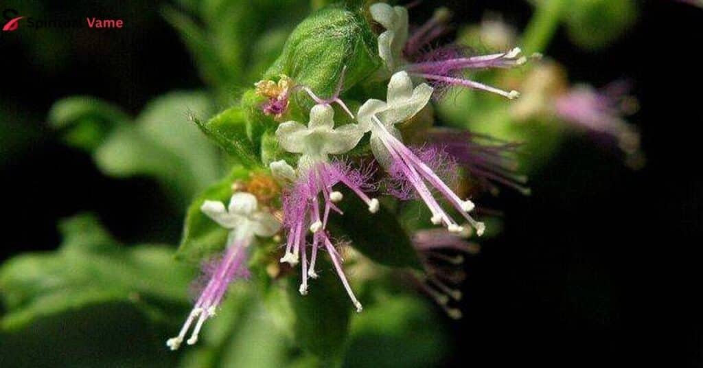 Patchouli-Spiritual-Meaning