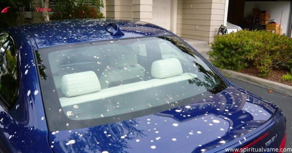 birds-poop