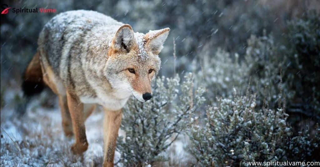 The-Spiritual-Meaning-of-Coyote