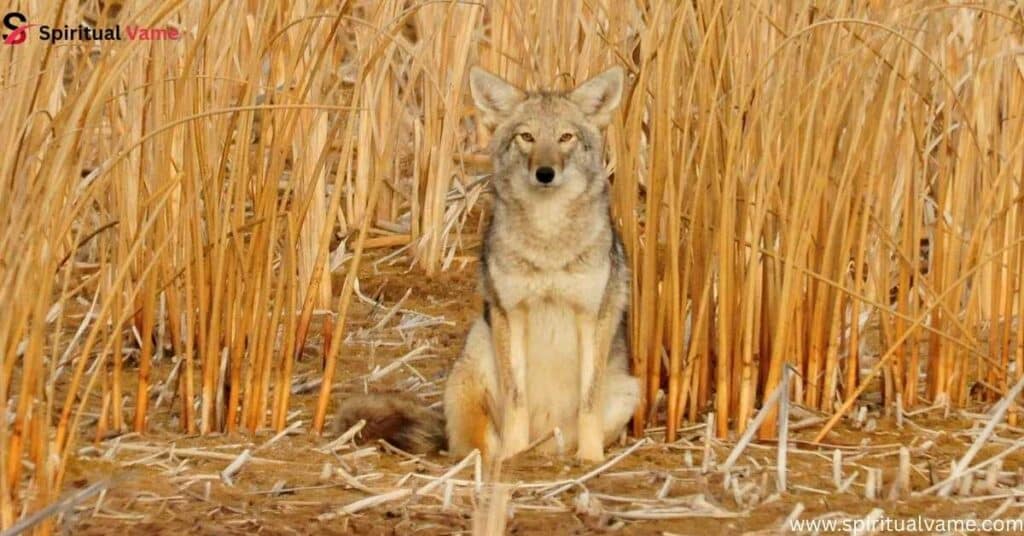 The-Spiritual-Meaning-of-Coyote