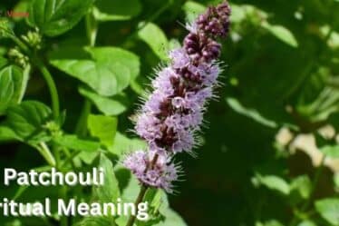 Patchouli-Spiritual-Meaning